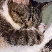 Channel a rejoint le concours — aidez-le/la à gagner de superbes lots ! cat, tabby, sleeping, close_up, fur, paw, ear, pet, cozy, resting, animal, whiskers, indoor, domestic_animal, cute, soft, relaxing, mammal, feline, nap