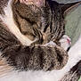 cat, tabby, sleeping, close_up, fur, paw, ear, pet, cozy, resting, animal, whiskers, indoor, domestic_animal, cute, soft, relaxing, mammal, feline, nap