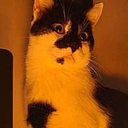 Orion participe au concours pour gagner de l'argent avec cette photo : cat, black_and_white, pet, animal, feline, close_up, portrait, whiskers, ears, fur, indoor, warm_light, domestic_cat, cute, mammal, looking_away, face, soft_light, calm, alert
