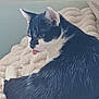 Orion participe au concours pour gagner de l'argent avec cette photo : cat, black_and_white, tongue_out, fluffy_blanket, indoor, pet, animal, fur, whiskers, relaxed, cute, cozy, soft_texture, resting, domestic_cat, bedroom, close_up, side_view, playful, young_cat