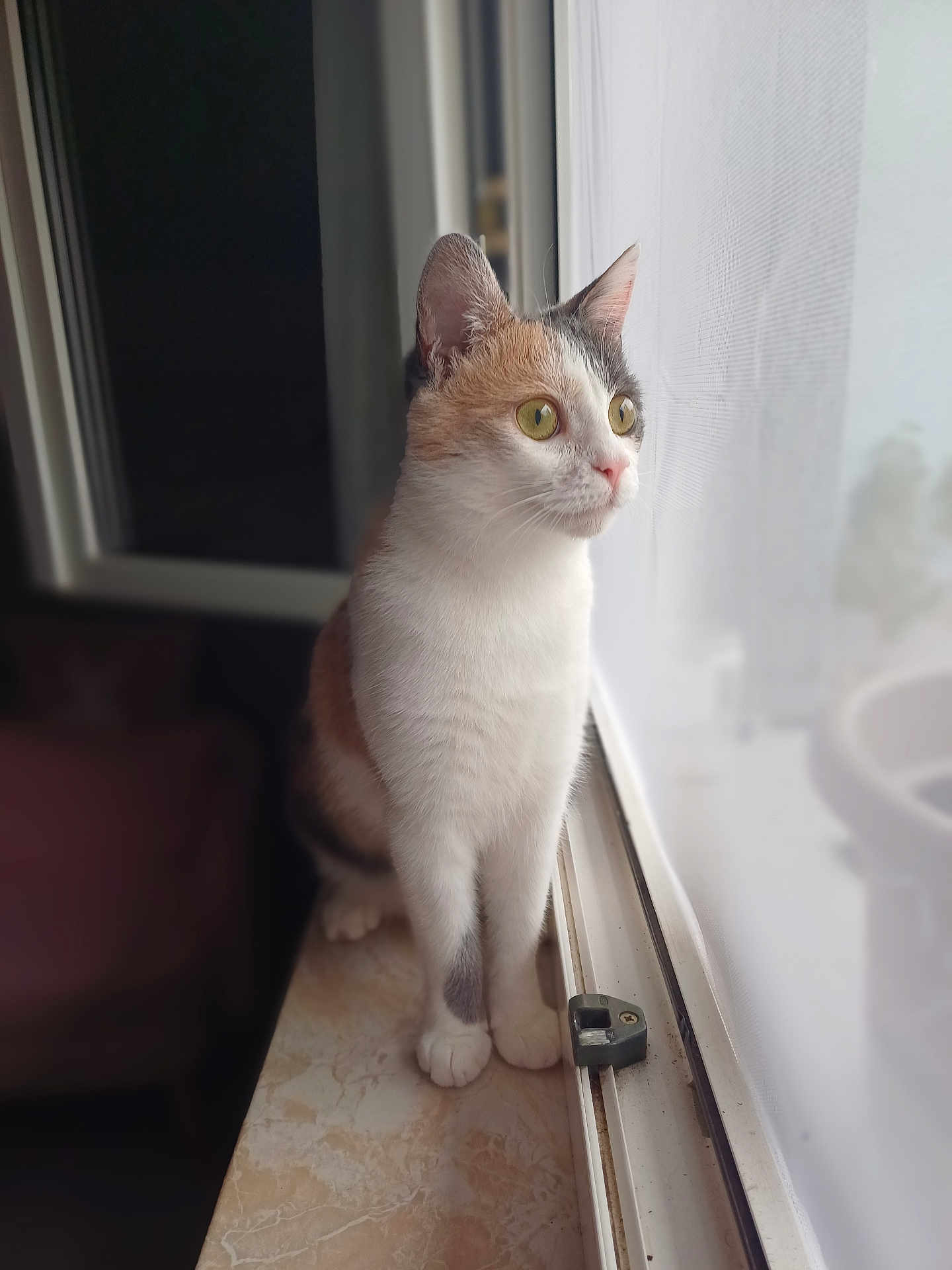 Vanilla a rejoint le concours — aidez-le/la à gagner de superbes lots ! cat, calico, windowsill, curtain, indoor, pet, animal, fur, whiskers, ears, paws, looking, side_view, natural_light, quiet, curious, domestic_cat, window, soft_light, feline