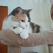 Vanilla a rejoint le concours — aidez-le/la à gagner de superbes lots ! cat, calico_cat, pet, feline, animal, indoor, cat_tree, paws, fur, resting, soft_texture, wooden_door, home, cozy, relaxed, mammal, whiskers, cute, looking_away, side_view