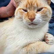 Didi participe au concours pour gagner de l'argent avec cette photo : cat, orange_tabby, cream_fur, close_up, pet, whiskers, paw, pink_paw_pad, relaxed, squinting, portrait, indoor, human_hand, lap, soft_texture, fur, cute, nose, eyes, ears