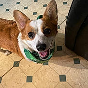 Kai joined the competition — help win amazing prizes! corgi, dog, pet, canine, brown_and_white, fluffy, large_ears, pointed_ears, happy, smiling, open_mouth, portrait, bandana, green_bandana, indoor, tiled_floor, kitchen, chair, looking_up, close_up