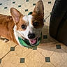 corgi, dog, pet, canine, brown_and_white, fluffy, large_ears, pointed_ears, happy, smiling, open_mouth, portrait, bandana, green_bandana, indoor, tiled_floor, kitchen, chair, looking_up, close_up