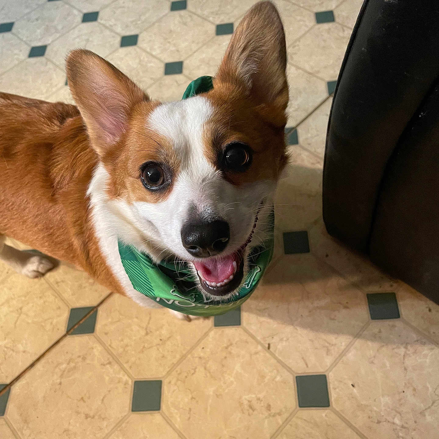 Kai joined the competition — help win amazing prizes! corgi, dog, pet, canine, brown_and_white, fluffy, large_ears, pointed_ears, happy, smiling, open_mouth, portrait, bandana, green_bandana, indoor, tiled_floor, kitchen, chair, looking_up, close_up