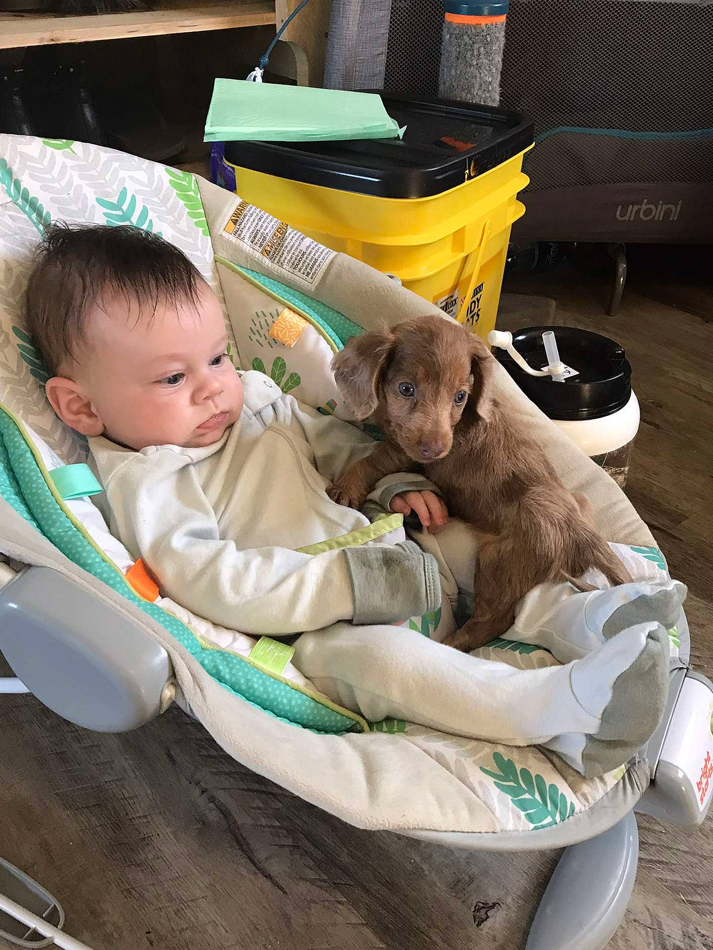 Rascal joined the competition — help win amazing prizes! baby, baby_carriage, baby_products, baby_safety, baby_toddler_clothing, child, comfort, companion_dog, dog_breed, fun, fur, leisure, play, sitting, sporting_group, stuffed_toy, toddler, toy, toy_dog, working_animal