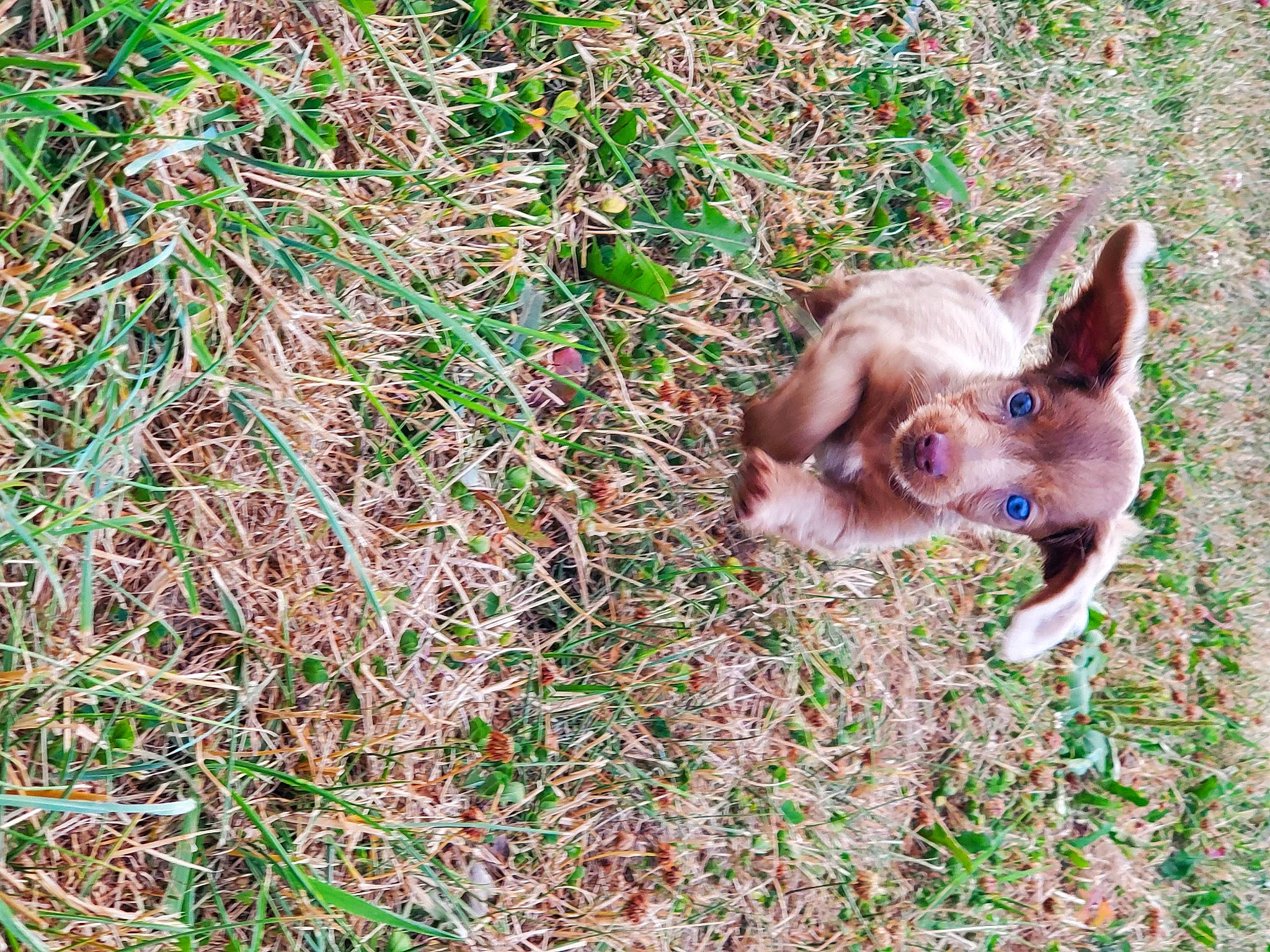 Rascal is registered to the contest to win money with this photo: canidae, carnivore, chihuahua, companion_dog, dog, dog_breed, fur, grass, groundcover, liver, people_in_nature, plant, snout, soil, tail, terrestrial_animal, toy_dog, whiskers, wildlife, working_animal