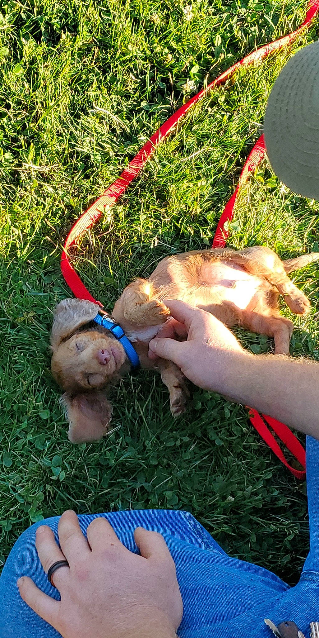 Rascal is registered to the contest to win money with this photo: barefoot, child, fawn, finger, foot, fun, gesture, grass, grass_family, happy, human_leg, lawn, leisure, nail, people_in_nature, plant, play, recreation, thumb, toddler