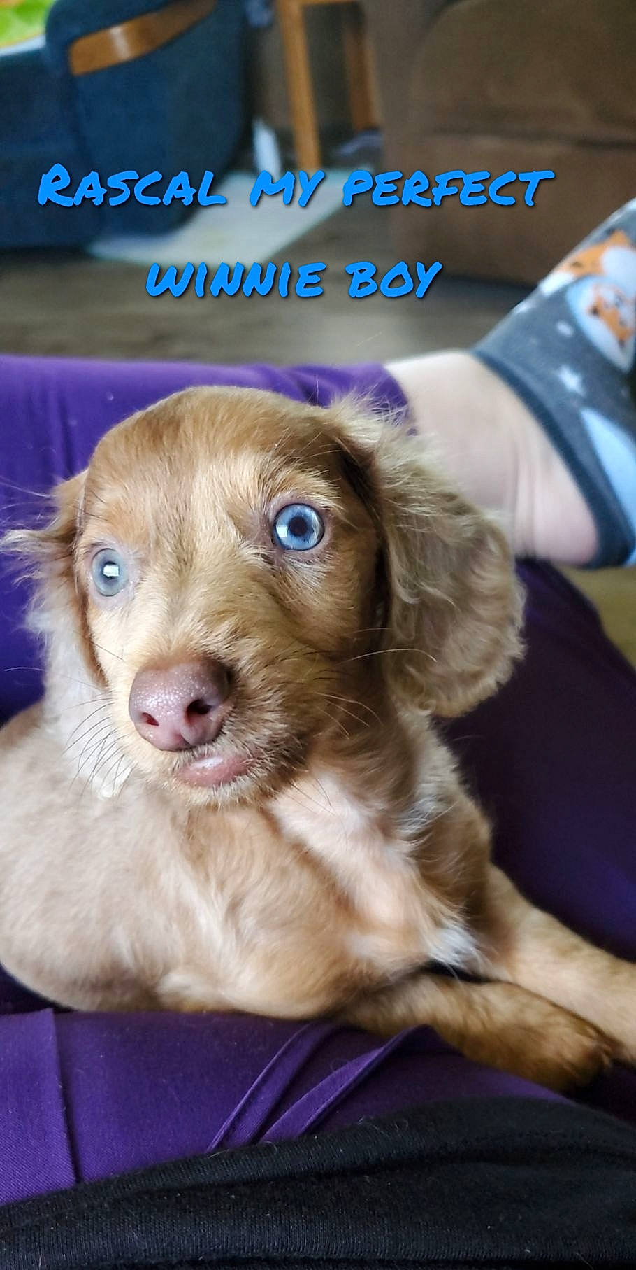 Rascal is registered to the contest to win money with this photo: canidae, carnivore, companion_dog, dog, dog_breed, fawn, fur, gun_dog, liver, photo_caption, retriever, snout, spaniel, sporting_group, terrestrial_animal, whiskers, working_animal