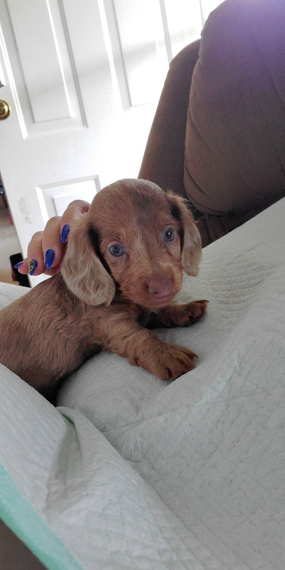 Rascal is registered to the contest to win money with this photo: canidae, carnivore, comfort, companion_dog, dog, dog_breed, door, ear, fawn, fur, liver, pointing_breed, puppy, snout, sporting_group, terrestrial_animal, whiskers, wood, working_animal