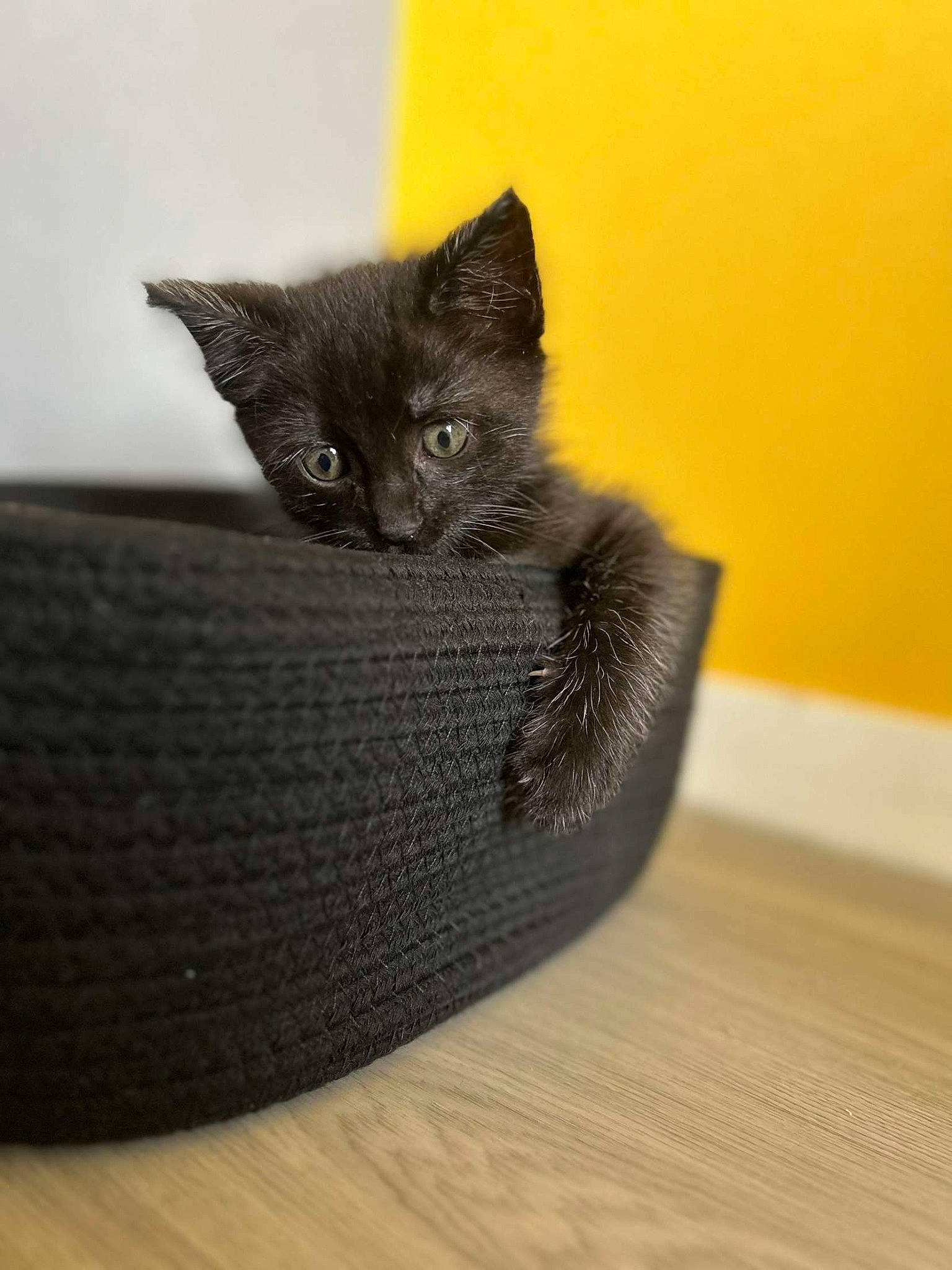 Loki a rejoint le concours — aidez-le/la à gagner de superbes lots ! black_cat, carnivore, cat, cat_bed, cat_furniture, cat_supply, comfort, domestic_short_haired_cat, felidae, flooring, fur, grey, hardwood, laminate_flooring, small_to_medium_sized_cats, tail, whiskers, wood, wood_flooring, wood_stain