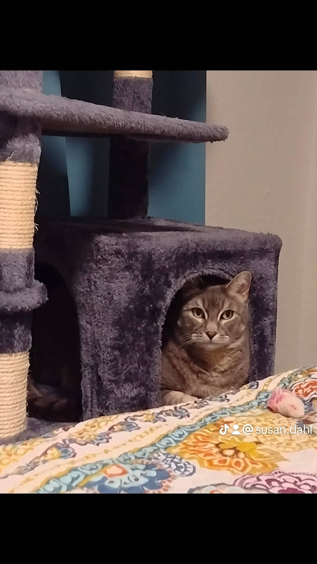 Dusty joined the competition — help win amazing prizes! carnivore, cat, cat_furniture, cat_supply, domestic_short_haired_cat, felidae, flooring, fur, grey, hat, linens, pattern, pet_supply, room, small_to_medium_sized_cats, tail, visual_arts, whiskers, window, wood