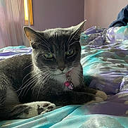 Rebel is registered to the contest to win money with this photo: animal, bed, bedroom, blanket, cat, closeup, collar, domestic_cat, feline, fur, gray_cat, indoor, paw_tag, pet, pink_collar, relaxed, resting, whiskers, white_paws, window_light