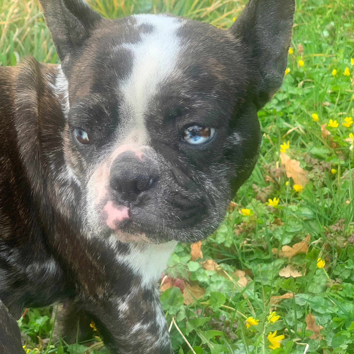 Princesse a rejoint le concours — aidez-le/la à gagner de superbes lots ! animal, brindle, canine, close_up, curious, daylight, dog, ears, french_bulldog, fur, grass, greenery, heterochromia, mammal, nature, outdoor, pet, portrait, snout, yellow_flowers