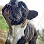 Princesse a rejoint le concours — aidez-le/la à gagner de superbes lots ! animal, black_and_white, blurry_background, canine, close_up, companion, curious, cute, dog, ears, french_bulldog, fur, grass, looking_up, muzzle, nature, outdoor, pet, portrait, snout