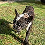 Princesse a rejoint le concours — aidez-le/la à gagner de superbes lots ! animal, black, brown, canine, collar, daylight, dog, ears, french_bulldog, grass, ground, leaf, nature, outdoor, pet, portrait, shadow, sunlight, walking, white