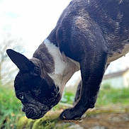 Princesse participe au concours pour gagner de l'argent avec cette photo : animal, background_blur, black_and_white, canine, close_up, curious, daylight, dog, ears, french_bulldog, fur, grass, house, mammal, nature, outdoor, paw, pet, side_profile, sniffing