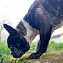 animal, background_blur, black_and_white, canine, close_up, curious, daylight, dog, ears, french_bulldog, fur, grass, house, mammal, nature, outdoor, paw, pet, side_profile, sniffing