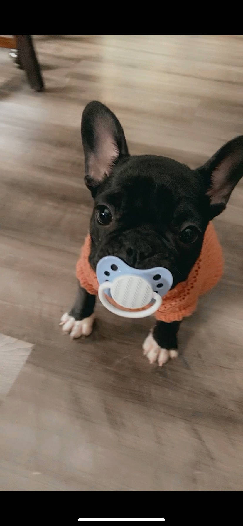 Mya is registered to the contest to win money with this photo: boston_terrier, bulldog, canidae, carnivore, companion_dog, dog, dog_breed, ear, fawn, french_bulldog, fur, mammal, snout, sporting_group, tail, terrestrial_animal, toy_dog, whiskers, wood, working_animal