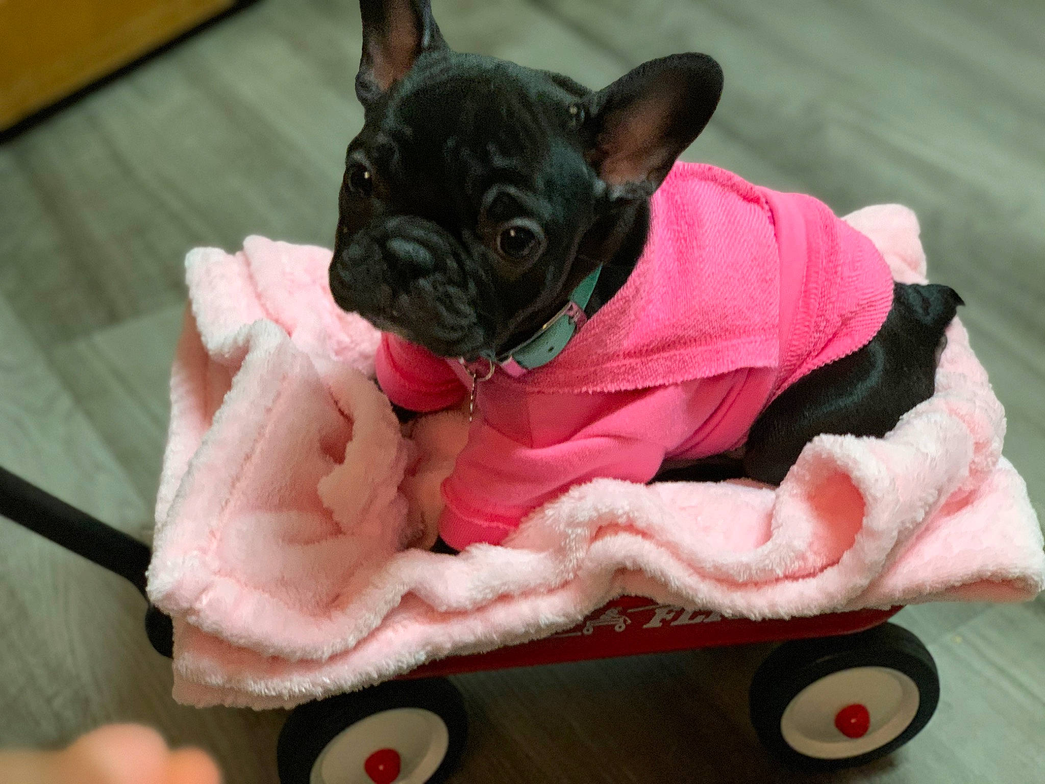 Mya joined the competition — help win amazing prizes! baby_toddler_clothing, bulldog, carmine, carnivore, comfort, companion_dog, dog, dog_breed, fawn, fur, linens, magenta, pink, snout, sporting_group, terrestrial_animal, toy_dog, whiskers, working_animal, wrinkle