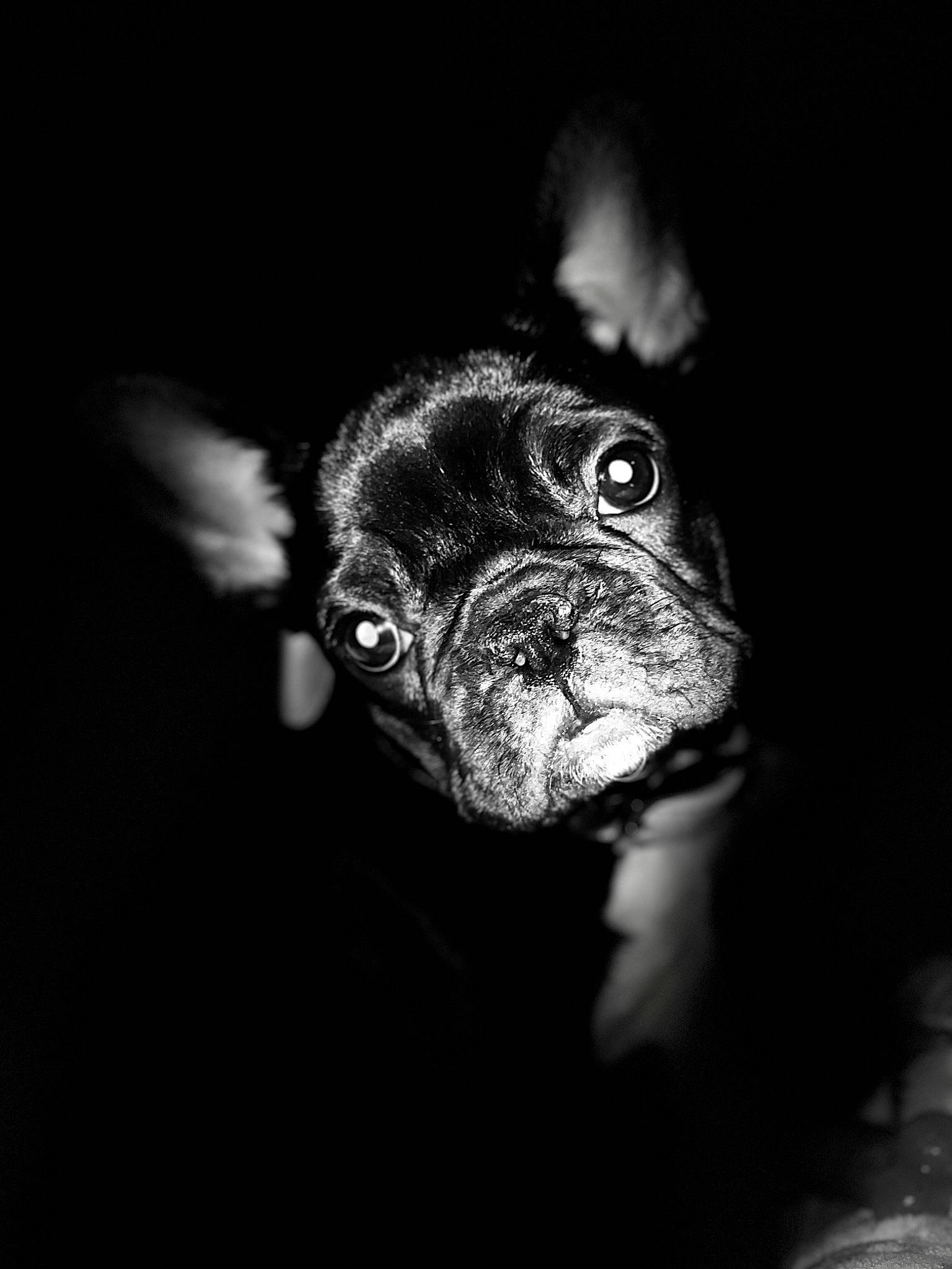 Mya joined the competition — help win amazing prizes! art, canidae, darkness, dog_breed, flash_photography, fur, grey, livestock, macro_photography, monochrome, monochrome_photography, snout, sporting_group, still_life_photography, terrestrial_animal, whiskers, wildlife, wood, working_animal, wrinkle