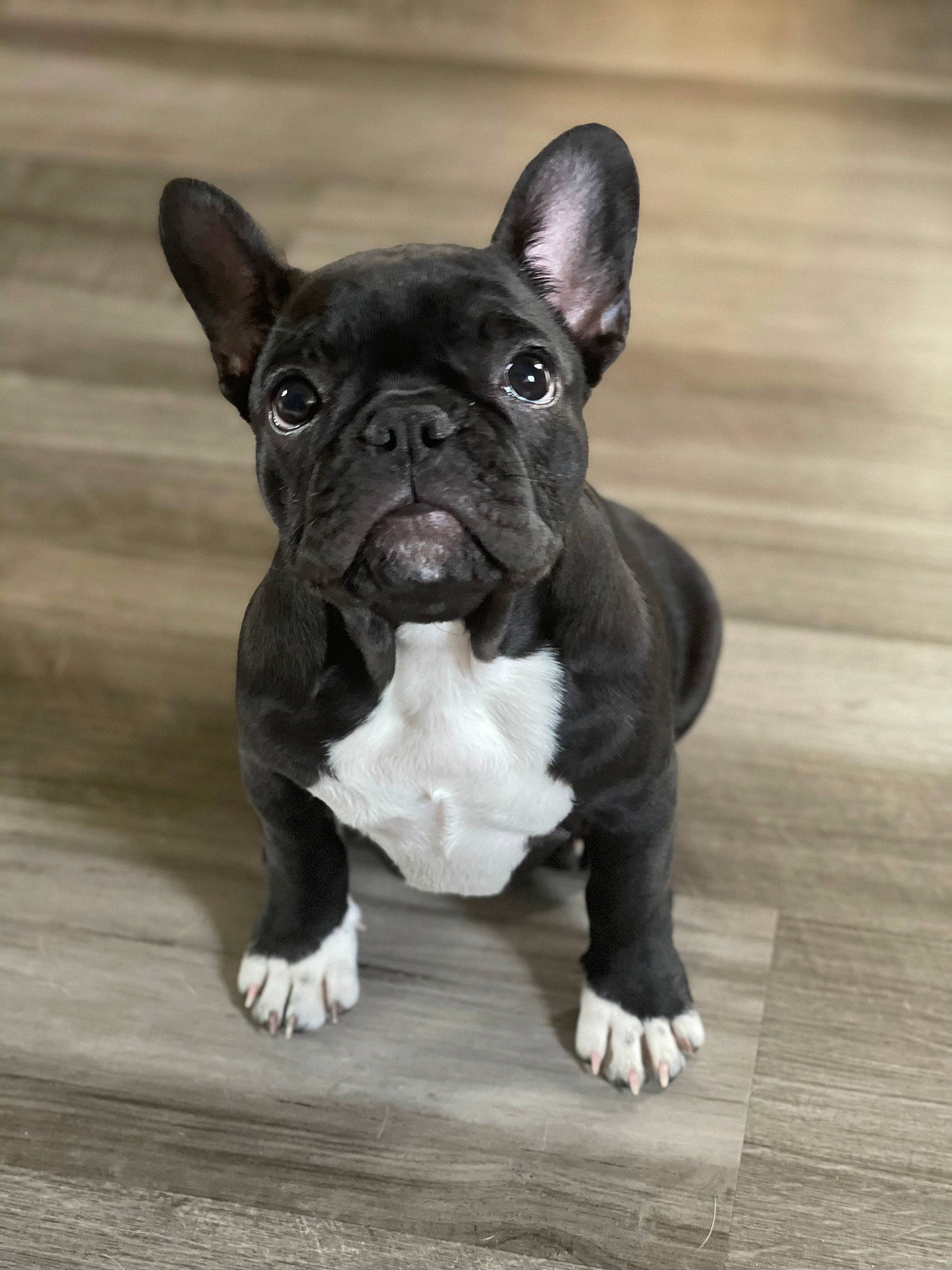 Mya is registered to the contest to win money with this photo: bulldog, canidae, carnivore, companion_dog, dog, dog_breed, ear, fawn, flooring, french_bulldog, grass, hardwood, molosser, snout, sporting_group, terrestrial_animal, toy_dog, whiskers, wood, working_animal