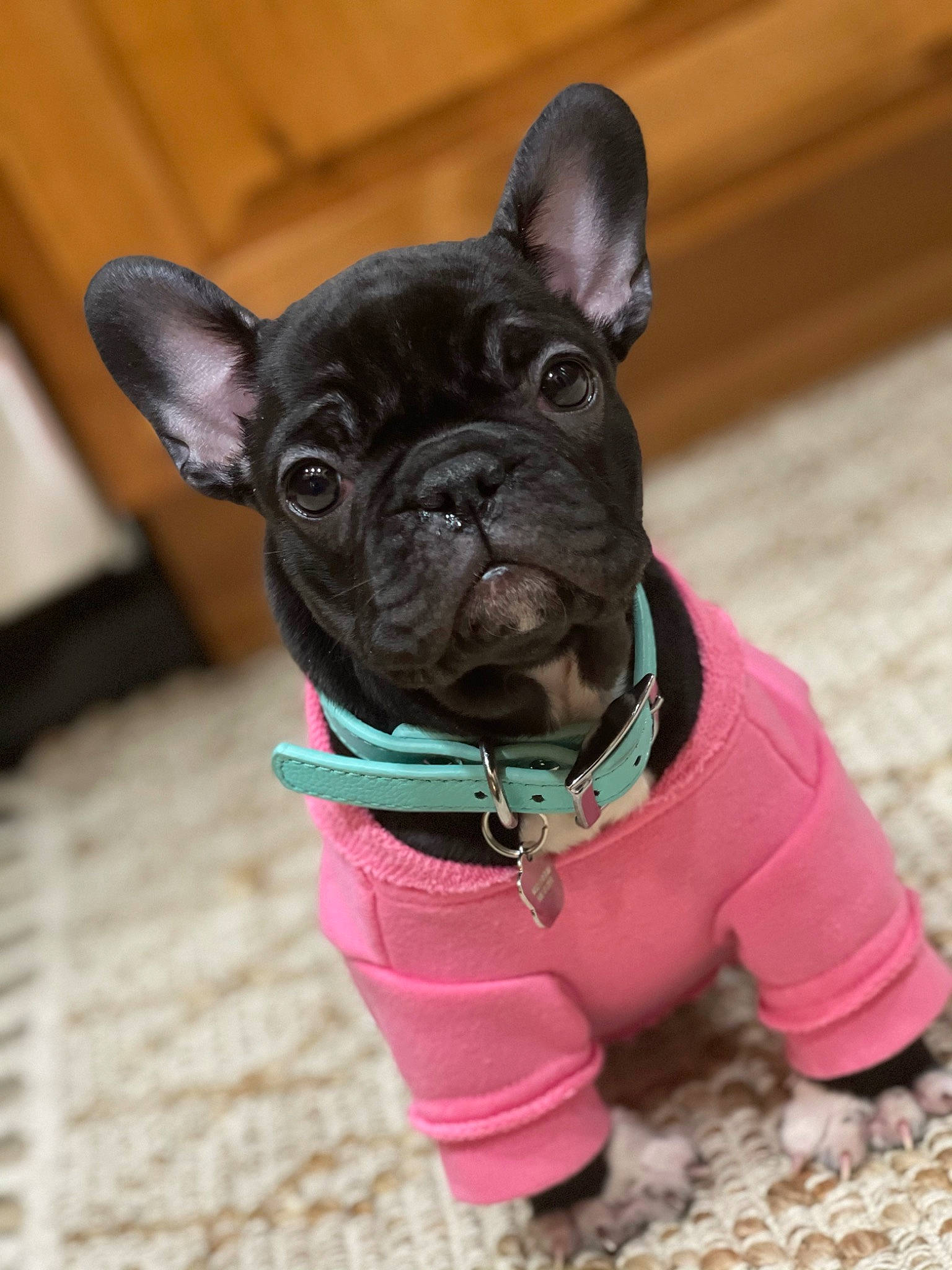 Mya joined the competition — help win amazing prizes! canidae, carnivore, collar, companion_dog, dog, dog_breed, dog_clothes, dog_collar, dog_supply, ear, fawn, leash, pet_supply, pink, snout, sporting_group, toy_dog, whiskers, working_animal, wrinkle