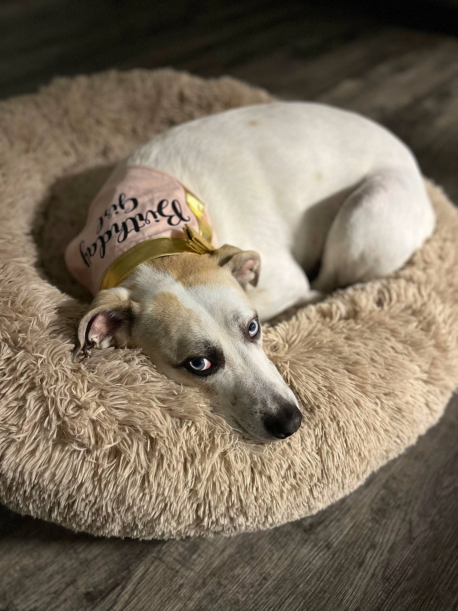 Peaches joined the competition — help win amazing prizes! carnivore, comfort, companion_dog, dog, dog_breed, grey, paw, terrestrial_animal, whiskers, wood, working_animal