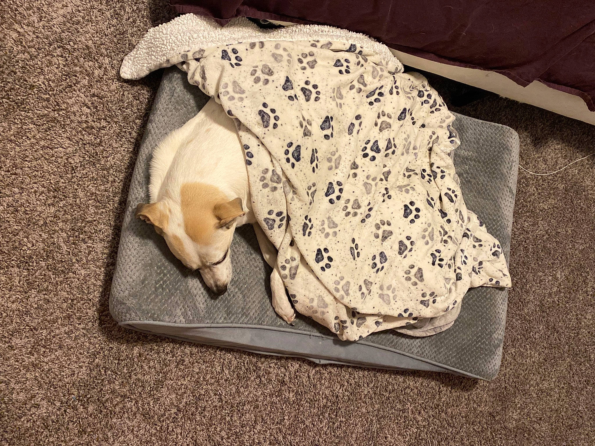 Peaches joined the competition — help win amazing prizes! asphalt, baby_products, baby_toddler_clothing, bag, canidae, comfort, fashion_accessory, fawn, flooring, font, fur, linens, pattern, road_surface, rock, sitting, sleeve, sporting_group, terrestrial_animal, wood