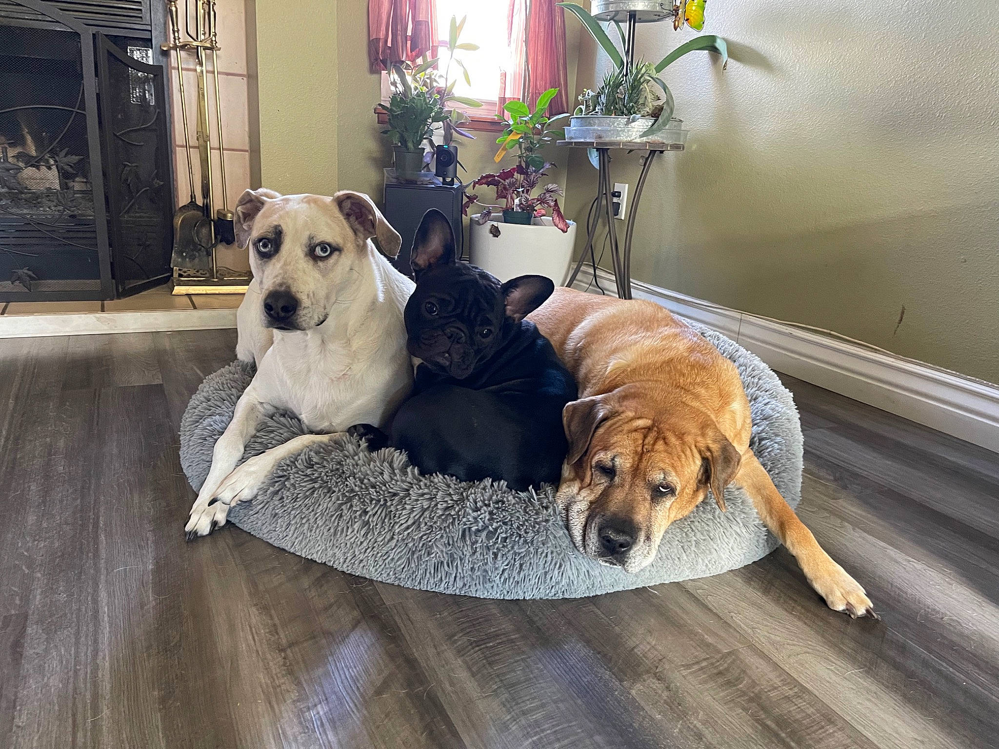 Peaches joined the competition — help win amazing prizes! carnivore, collar, comfort, companion_dog, dog, dog_bed, dog_breed, dog_supply, fawn, floor, flooring, flowerpot, hardwood, houseplant, pet_supply, plant, snout, wood, wood_flooring, working_animal