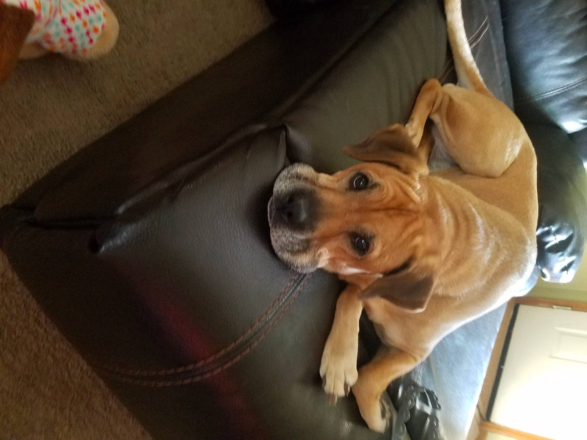 Kloe joined the competition — help win amazing prizes! car_seat, carnivore, collar, comfort, companion_dog, dog, dog_breed, dog_collar, dog_supply, fawn, flooring, guard_dog, hardwood, liver, sporting_group, wood, working_animal