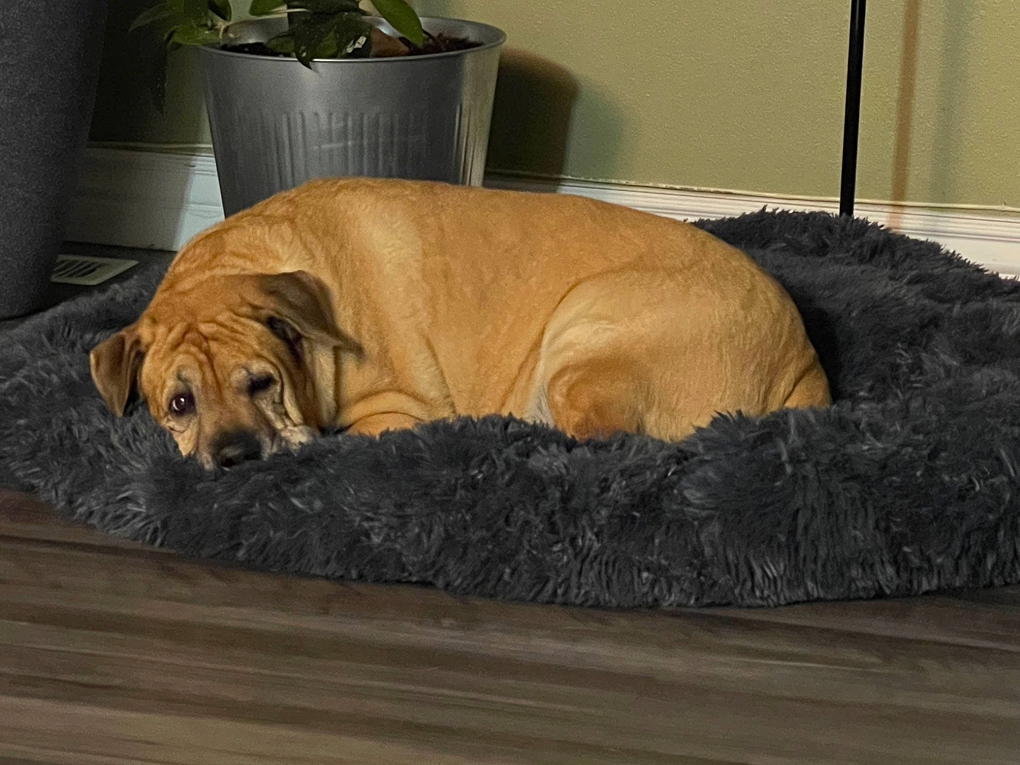 Kloe joined the competition — help win amazing prizes! bored, carnivore, comfort, companion_dog, dog, dog_breed, dog_supply, fawn, flooring, flowerpot, fur, guard_dog, hardwood, houseplant, liver, ori_pei, tail, terrestrial_animal, wood, working_animal