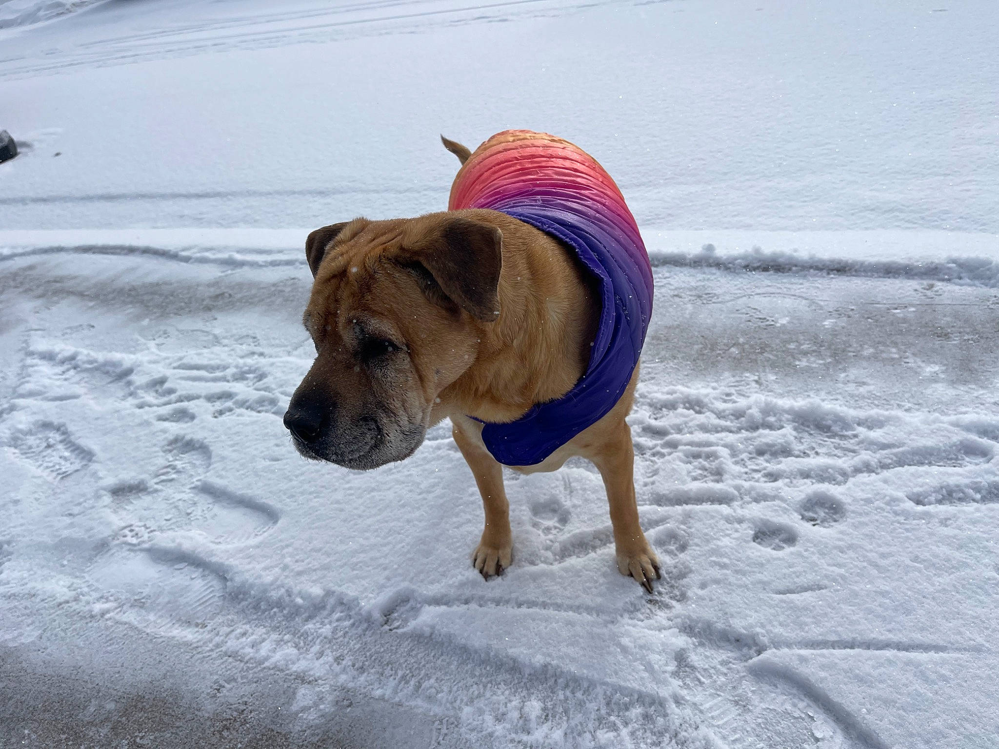Kloe is registered to the contest to win money with this photo: canidae, carnivore, collar, companion_dog, dog, dog_breed, dog_collar, dog_supply, fawn, freezing, leash, ori_pei, pet_supply, snout, snow, sporting_group, tail, water, winter, working_animal