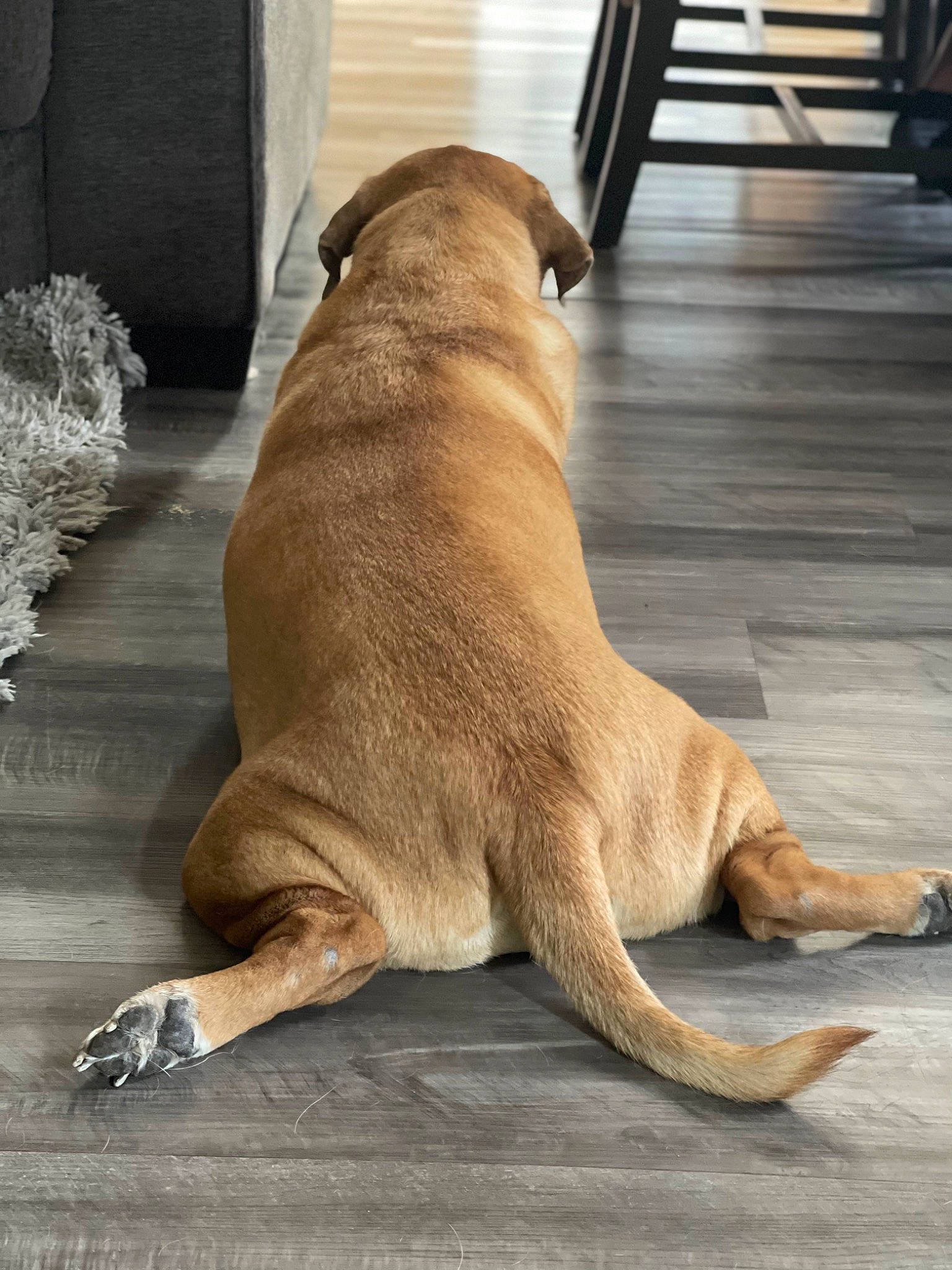 Kloe is registered to the contest to win money with this photo: canidae, carnivore, collar, companion_dog, dog, dog_breed, dog_collar, fawn, flooring, fur, hardwood, liver, paw, pet_supply, sporting_group, tail, terrestrial_animal, whiskers, wood, working_animal