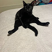 Tractor is registered to the contest to win money with this photo: black_cat, cat, pet, animal, bed, bedspread, furniture, indoor, relaxed, sitting, paw, whiskers, tail, clothes, vacuum_cleaner, wall, texture, home, cute, funny_pose