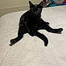 black_cat, cat, pet, animal, bed, bedspread, furniture, indoor, relaxed, sitting, paw, whiskers, tail, clothes, vacuum_cleaner, wall, texture, home, cute, funny_pose