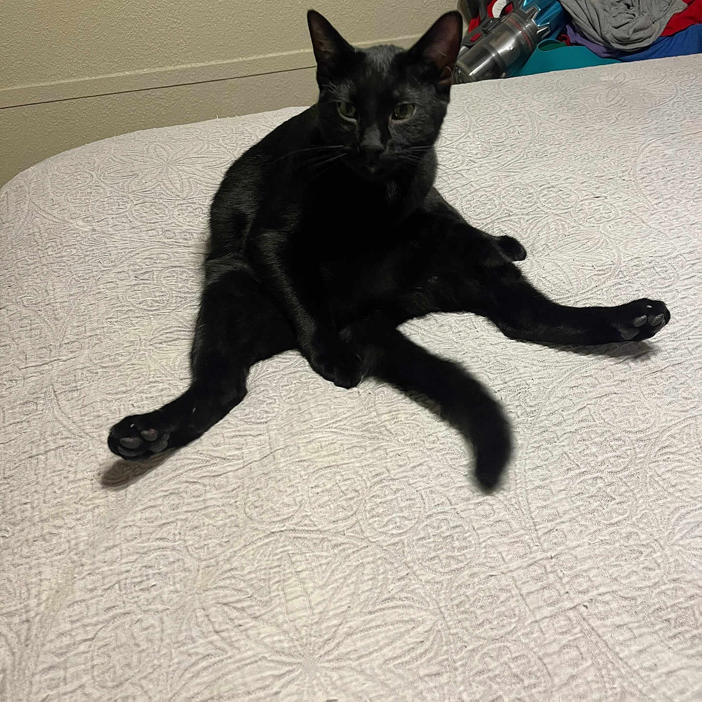 Tractor is registered to the contest to win money with this photo: black_cat, cat, pet, animal, bed, bedspread, furniture, indoor, relaxed, sitting, paw, whiskers, tail, clothes, vacuum_cleaner, wall, texture, home, cute, funny_pose