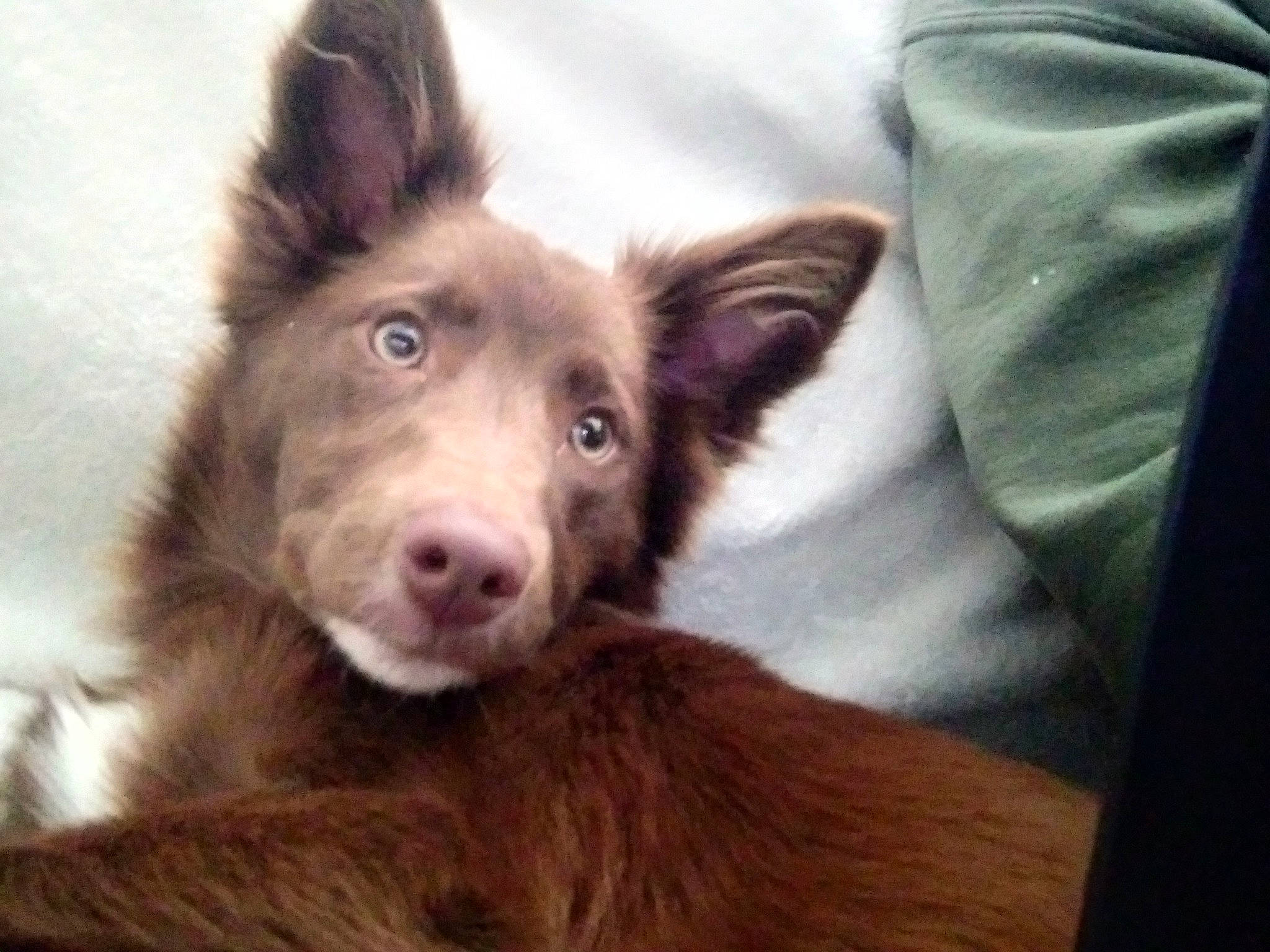 Gypsy joined the competition — help win amazing prizes! canidae, carnivore, comfort, companion_dog, dog, dog_breed, ear, fur, happy, herding_dog, jaw, linens, liver, snout, sporting_group, terrestrial_animal, whiskers, working_animal, working_dog