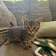 Vinny is registered to the contest to win money with this photo: animal, blanket, cat, couch, cozy, curious, cute, ears, feline, furniture, home, indoor, kitten, paws, pet, small, soft, tabby, whiskers, young