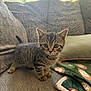 animal, blanket, cat, couch, cozy, curious, cute, ears, feline, furniture, home, indoor, kitten, paws, pet, small, soft, tabby, whiskers, young