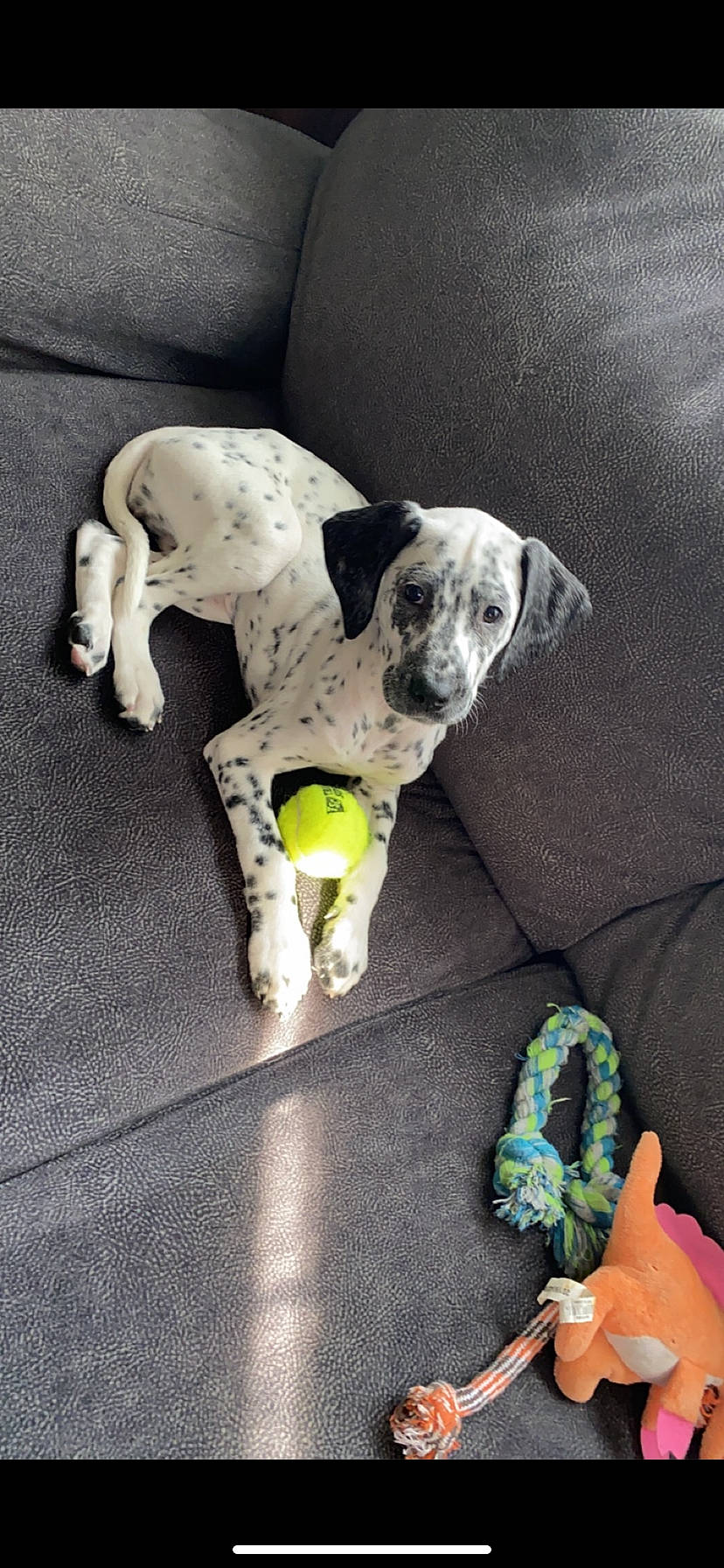 Suki joined the competition — help win amazing prizes! canidae, carnivore, collar, companion_dog, dog, dog_breed, dog_supply, dog_toy, floor, grey, nail, paw, pet_supply, snout, sporting_group, stuffed_toy, toy, working_animal, working_dog, wrist