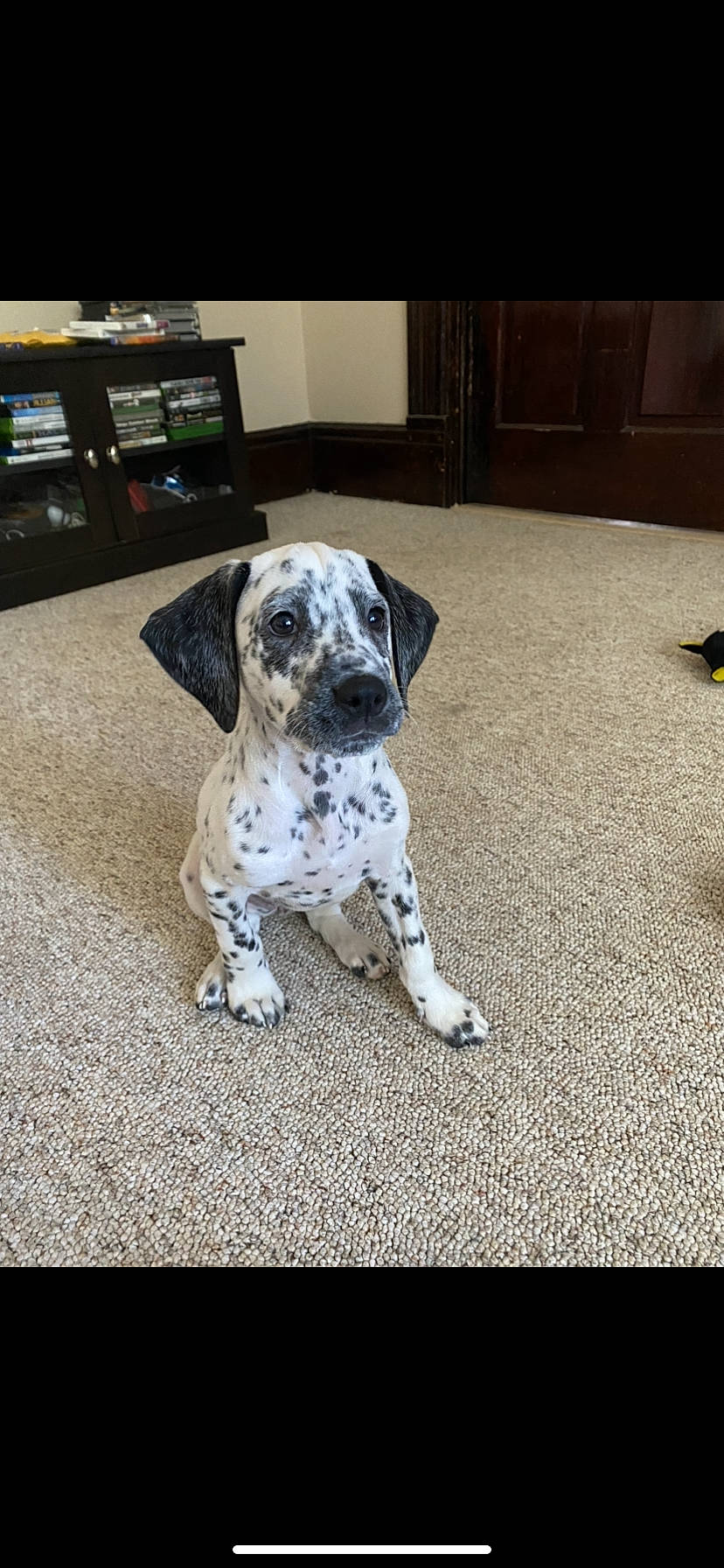 Suki is registered to the contest to win money with this photo: canidae, carnivore, carpet, companion_dog, dalmatian, dog, dog_breed, dog_supply, floor, flooring, fur, mat, paw, pointing_breed, snout, sporting_group, working_animal, working_dog