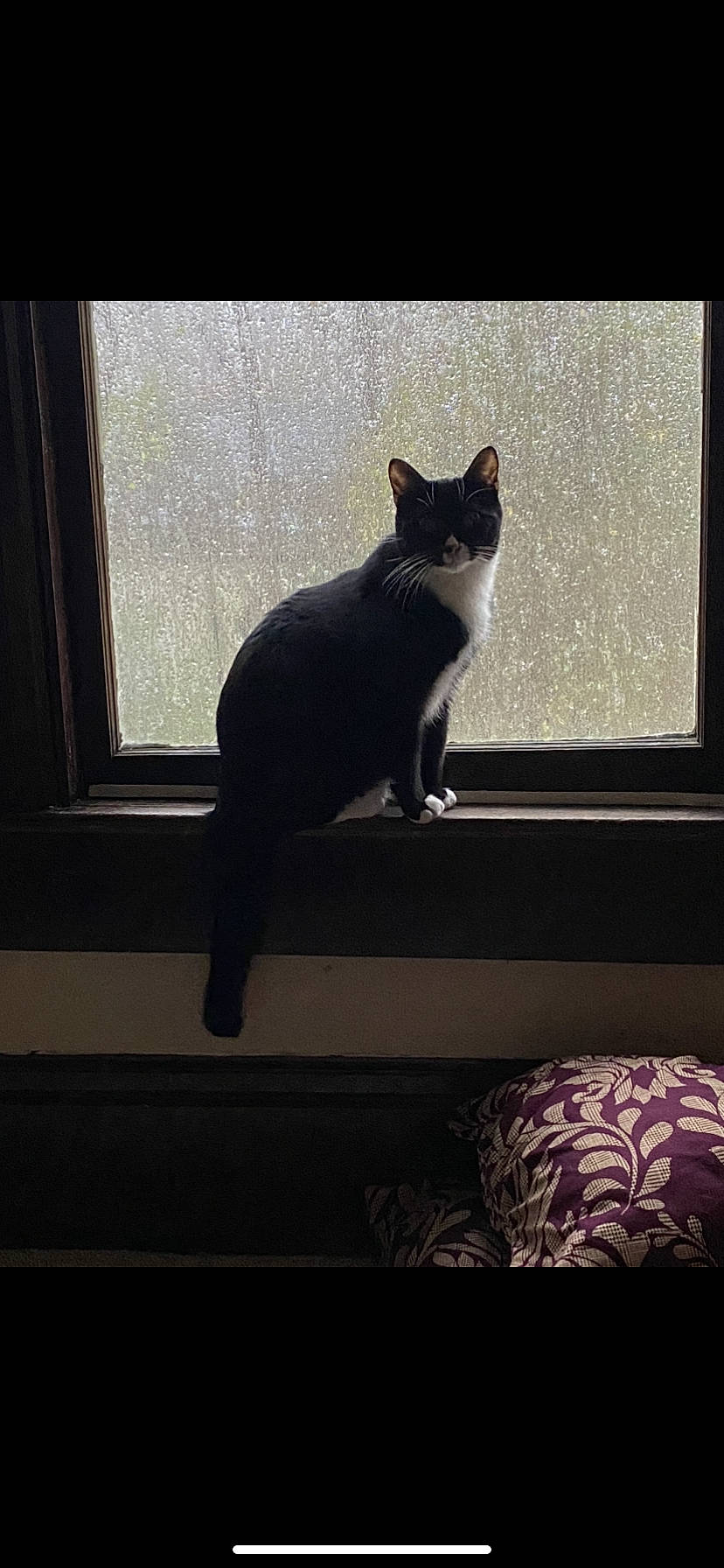 Loki joined the competition — help win amazing prizes! carnivore, cat, daylighting, domestic_short_haired_cat, felidae, fixture, fur, small_to_medium_sized_cats, snout, tail, vertebrate, whiskers