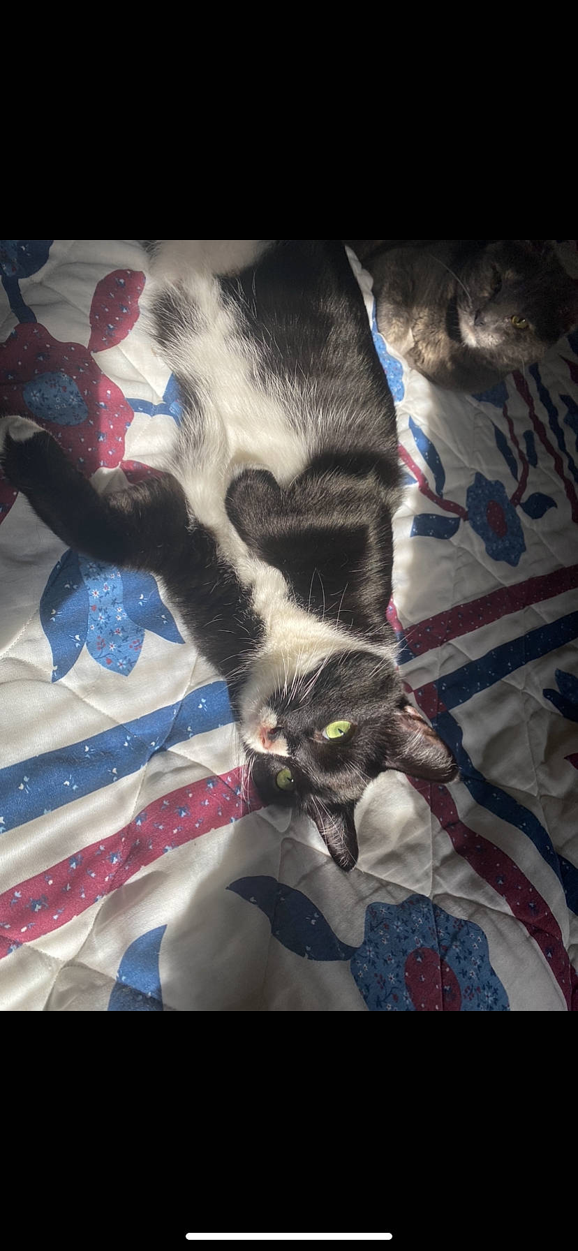 Loki is registered to the contest to win money with this photo: carnivore, cat, claw, domestic_short_haired_cat, felidae, fur, linens, paw, small_to_medium_sized_cats, snout, tail, terrestrial_animal, vertebrate, whiskers