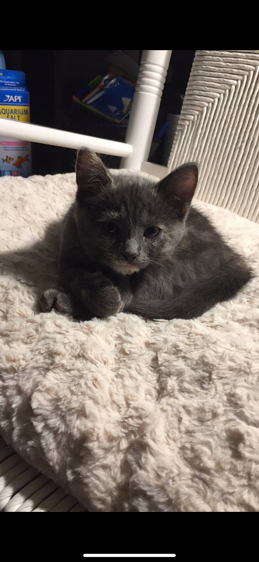 Kami joined the competition — help win amazing prizes! black_cat, british_shorthair, carnivore, cat, cat_supply, chartreux, comfort, felidae, fur, grey, kitten, korat, linens, mammal, pet_supply, russian_blue, small_to_medium_sized_cats, snout, terrestrial_animal, whiskers