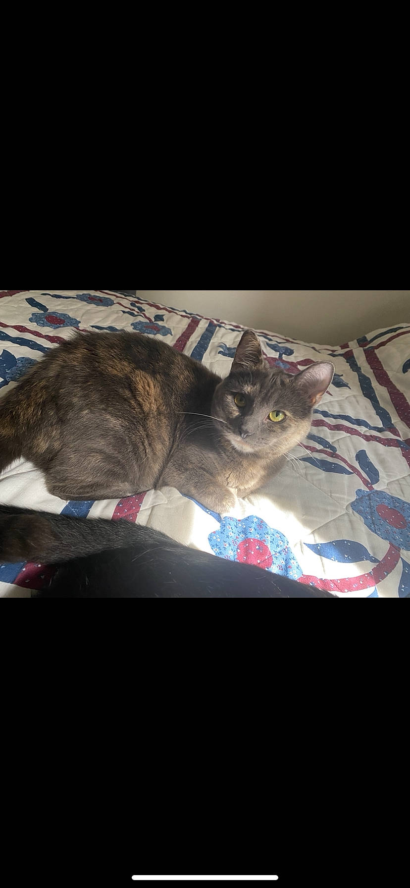 Kami joined the competition — help win amazing prizes! beige, carnivore, cat, collar, domestic_short_haired_cat, felidae, fur, linens, mammal, pet_supply, small_to_medium_sized_cats, snout, vertebrate, whiskers