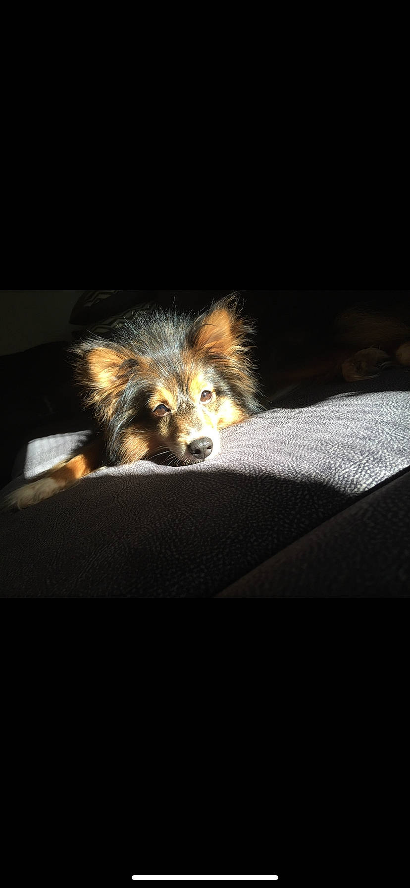 Sadie is registered to the contest to win money with this photo: canidae, carnivore, companion_dog, dog, dog_breed, fur, herding_dog, liver, snout, terrestrial_animal, whiskers, working_dog