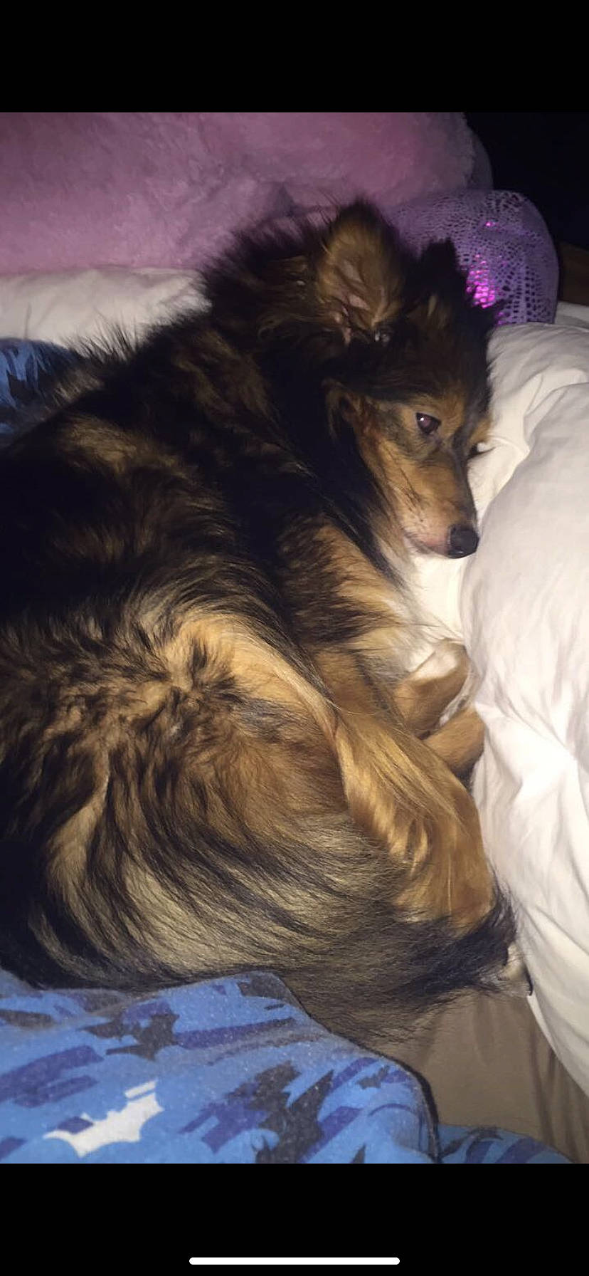 Sadie joined the competition — help win amazing prizes! bed, bed_sheet, bedding, brown, canidae, carnivore, comfort, companion_dog, dog, dog_breed, fur, guard_dog, herding_dog, king_shepherd, linens, liver, snout, sporting_group, working_animal, working_dog