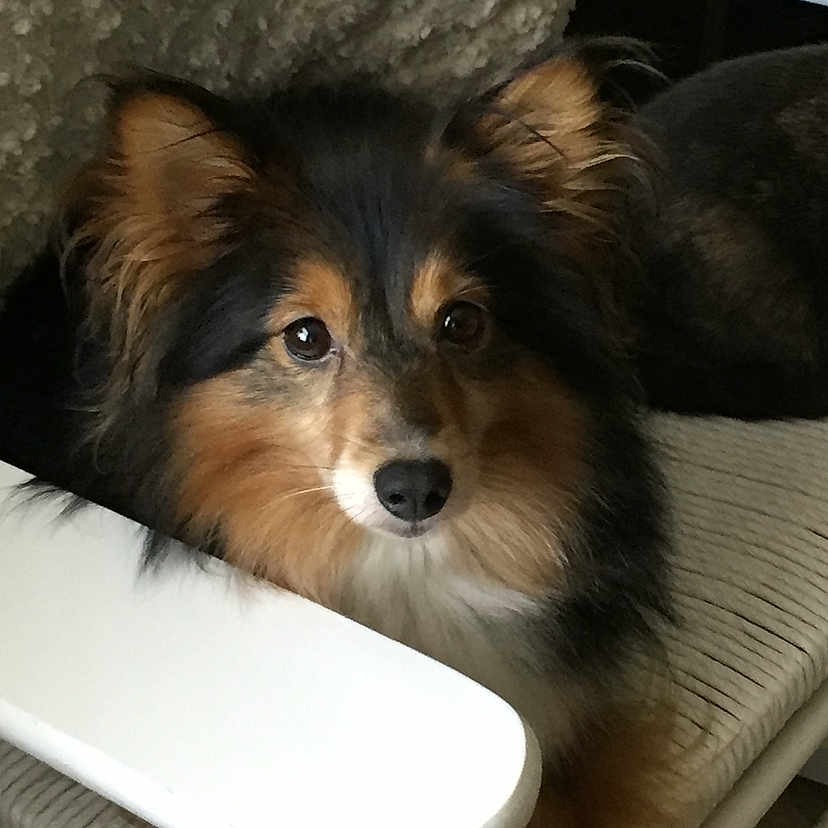 Sadie